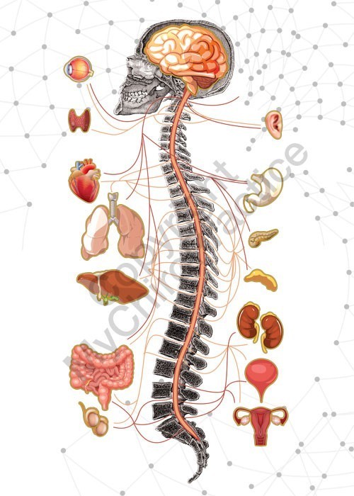 Spine Chart - Chiropractic BioPhysics in Minneapolis 